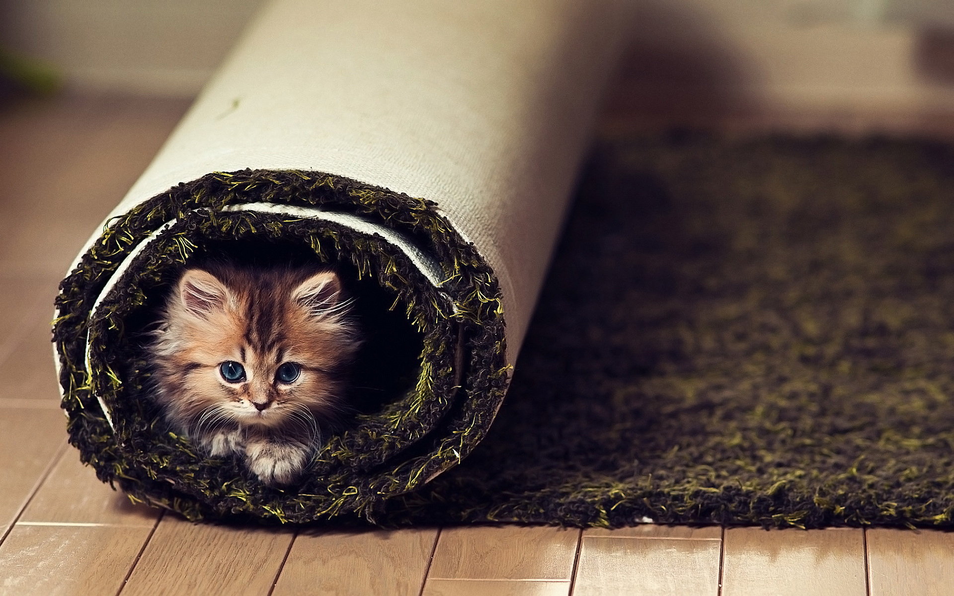 高清超可爱萌宠小奶猫图片高清电脑壁纸图片