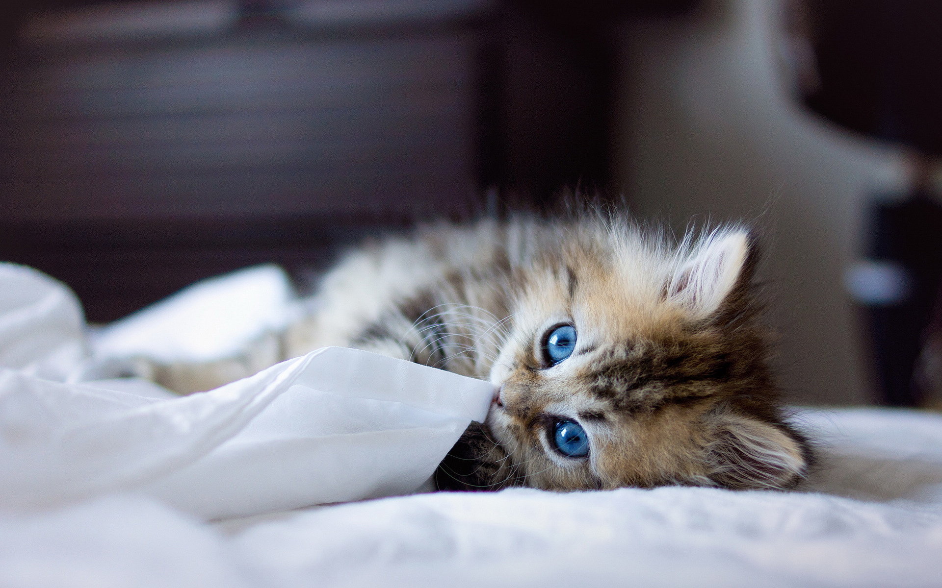 高清超可爱萌宠小奶猫图片高清电脑壁纸图片