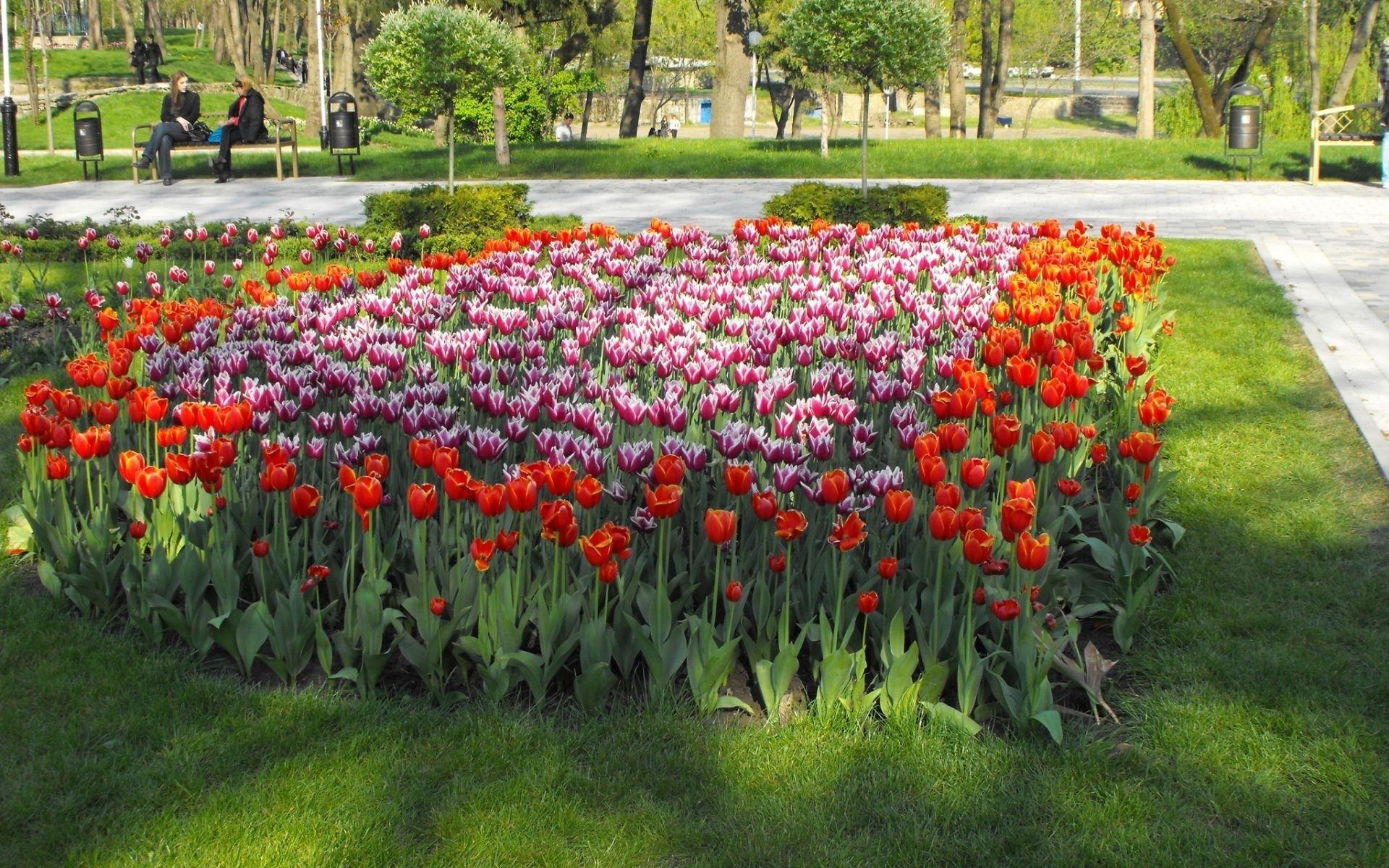鲜花图片