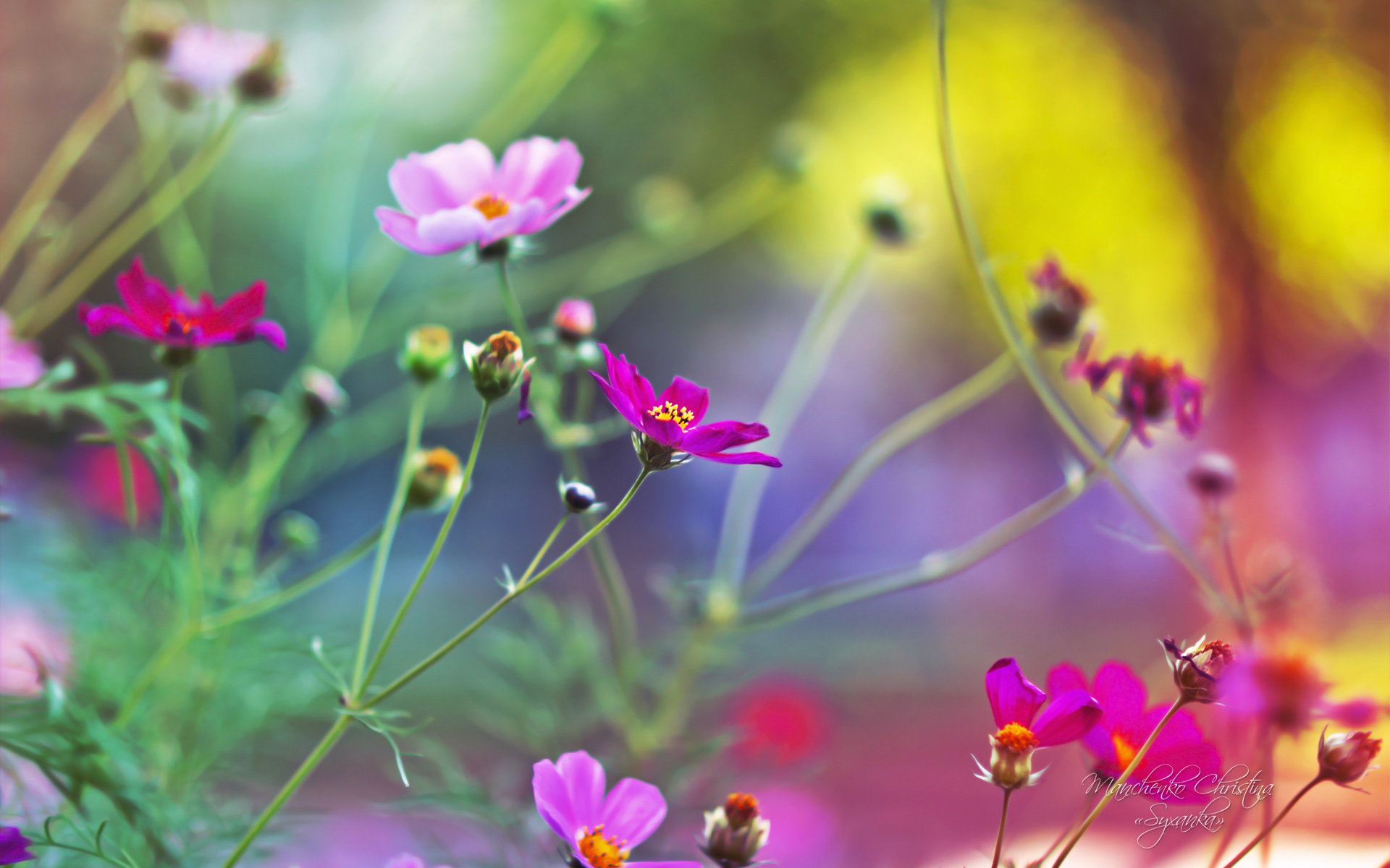 《印第安花园》花朵官方win8电脑桌面壁纸(一)图片