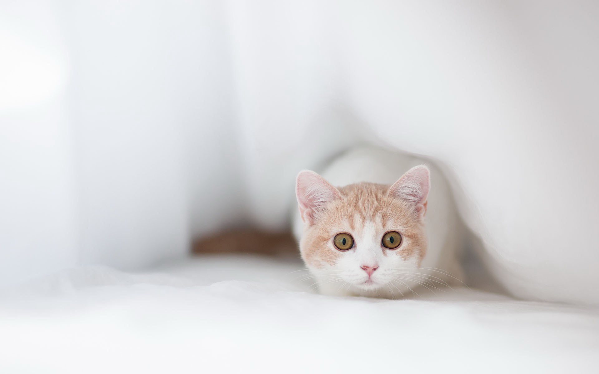 可爱的小猫咪高清桌面壁纸图片