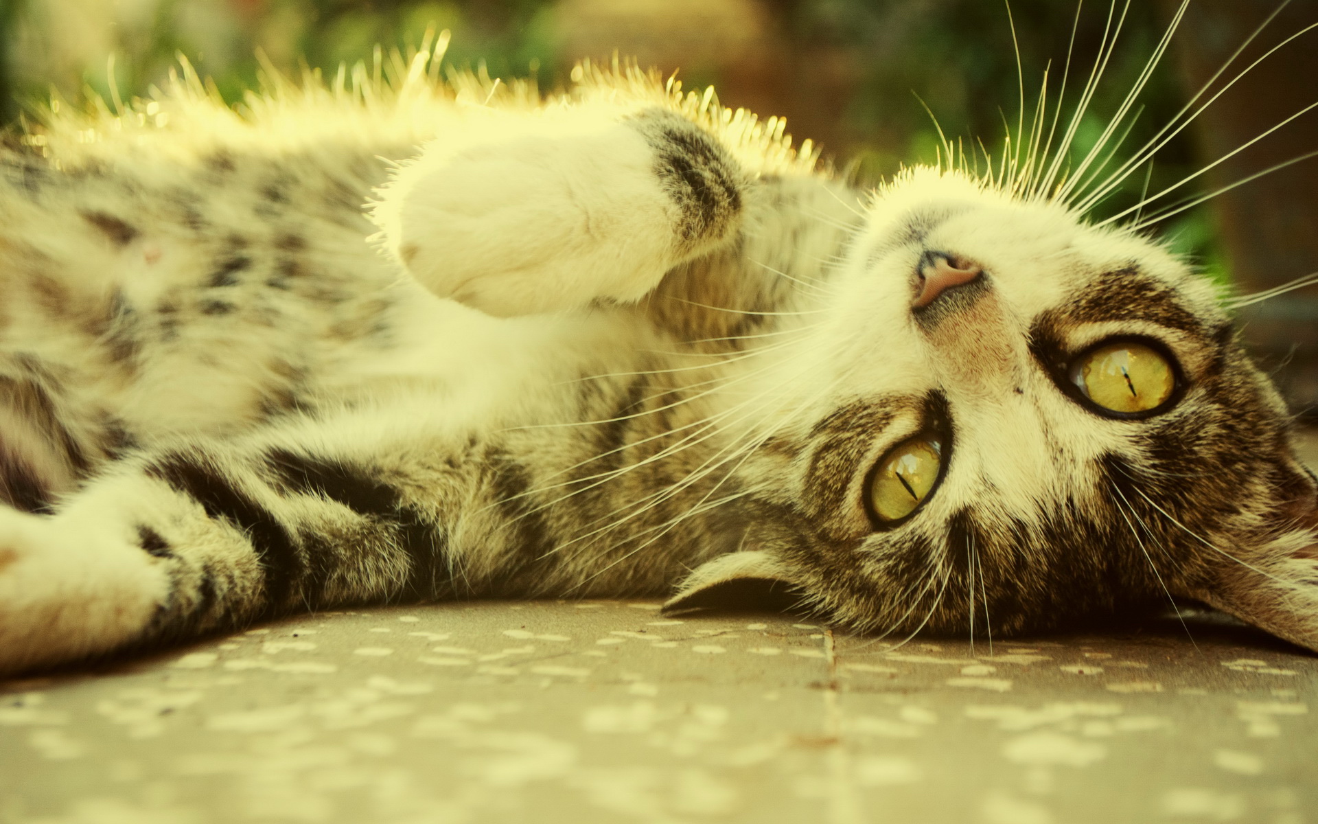 卖萌的可爱猫咪大图手机壁纸下载图片