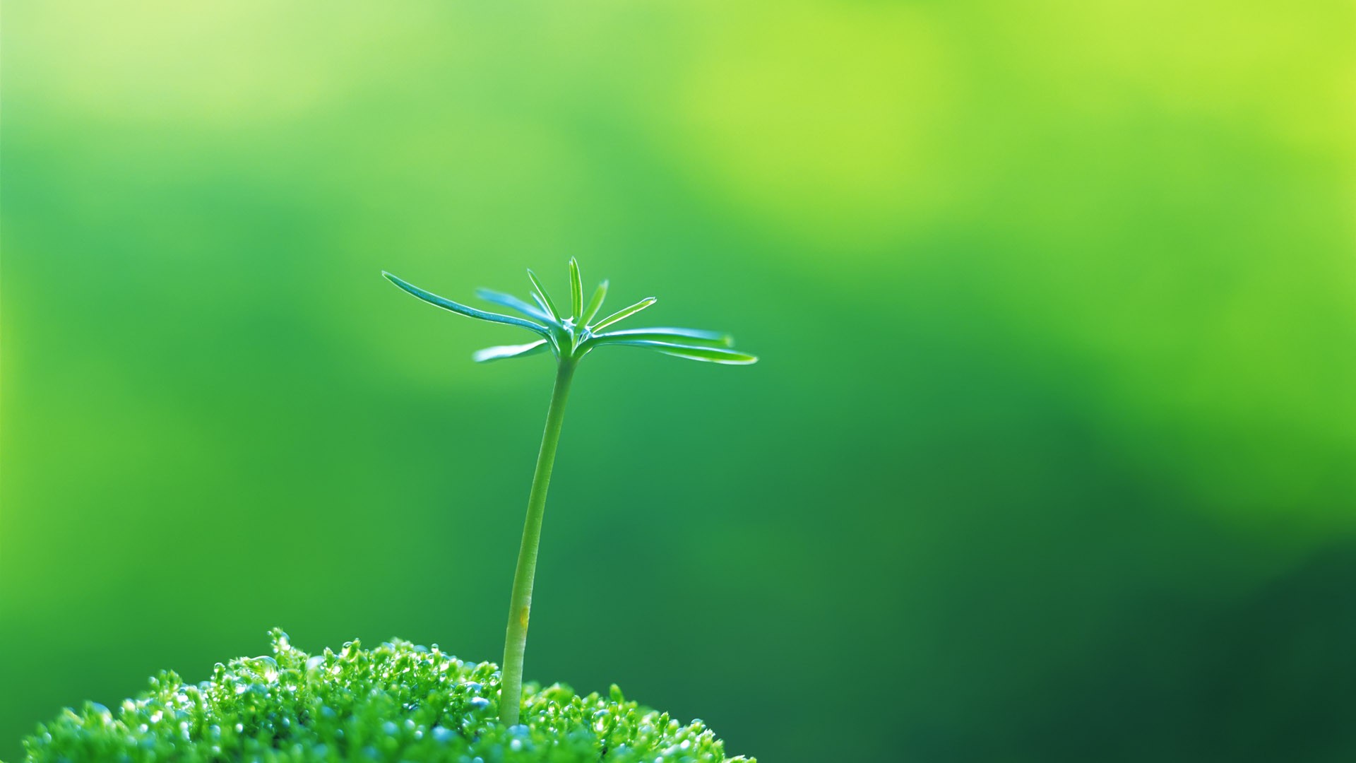 春天桌面壁纸之可爱的绿绿小草叶子图片