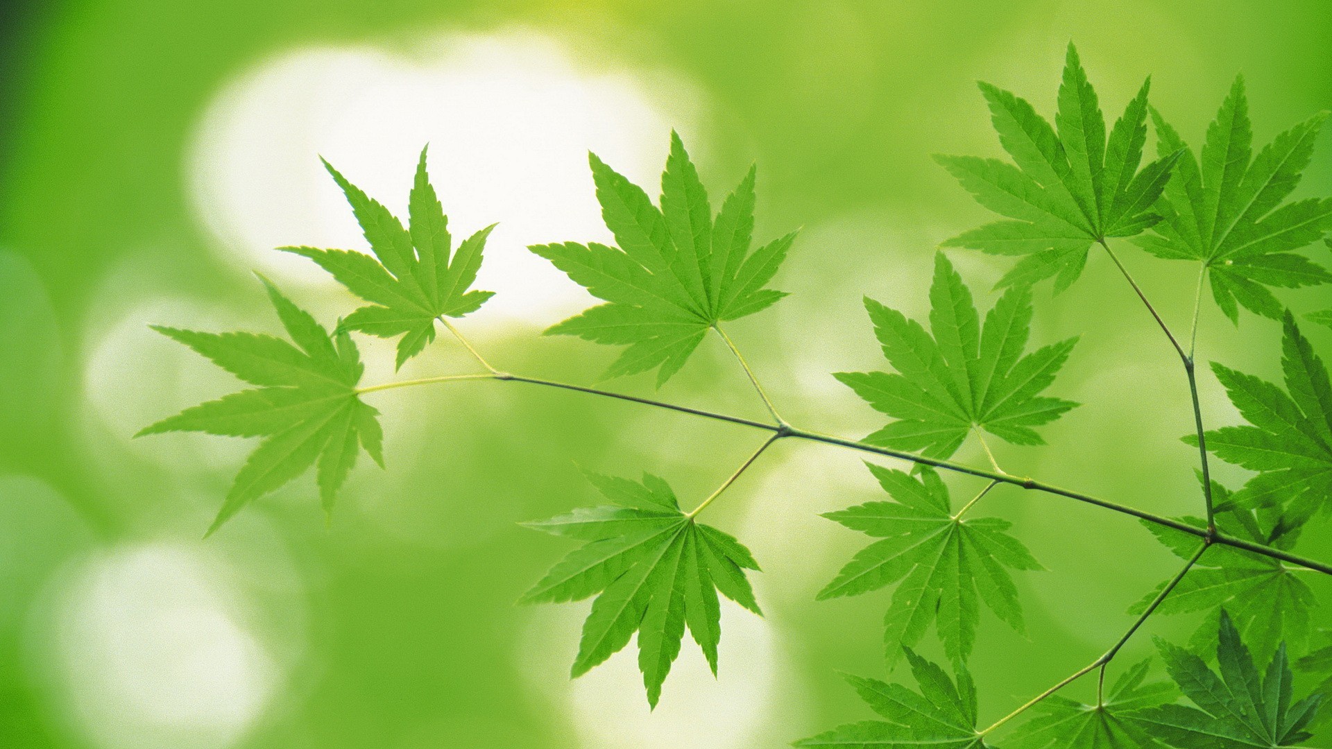 叶子纹理绿色植物手机锁屏壁纸图片