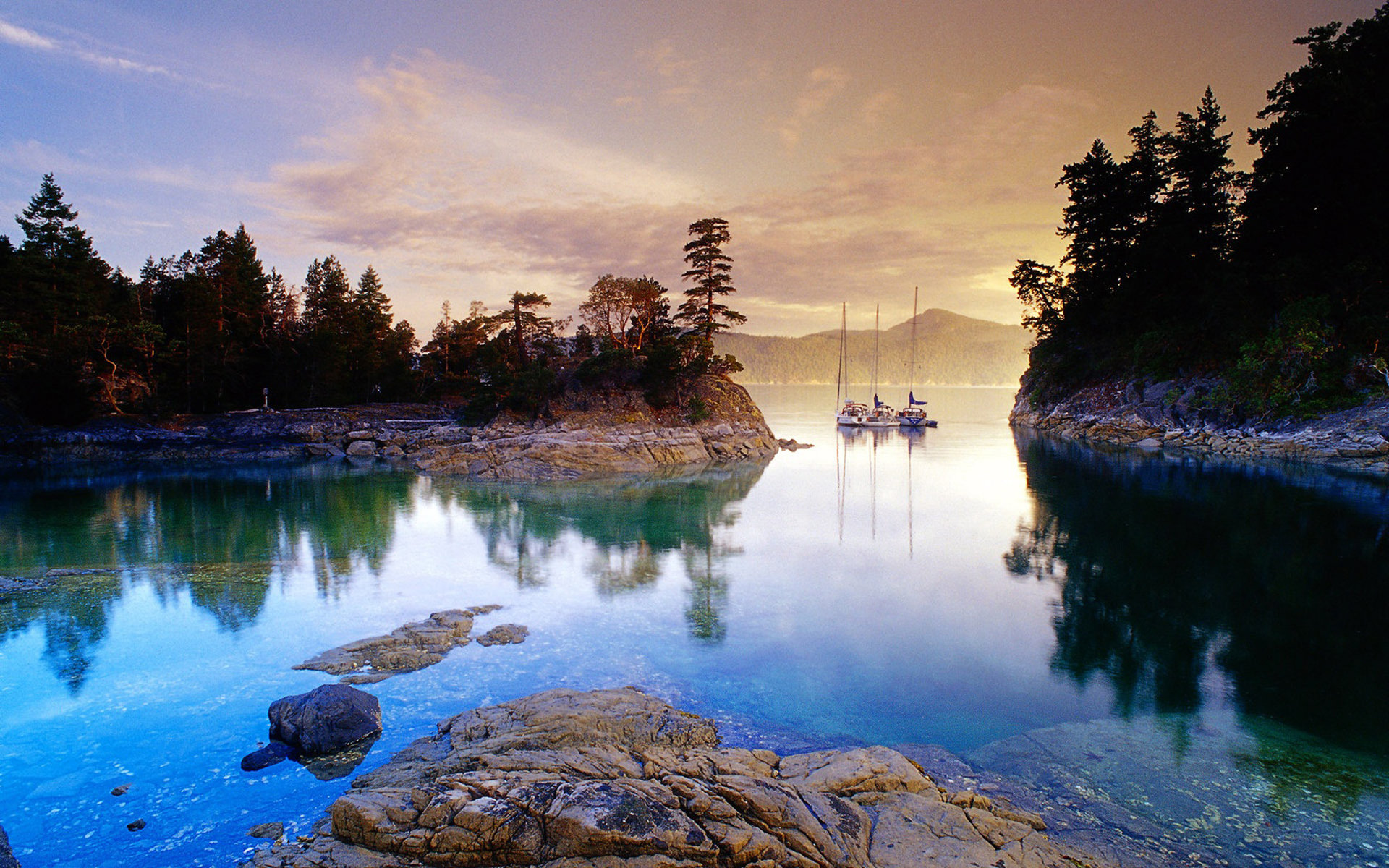 美丽鲜艳的海棠花风景桌面壁纸图片