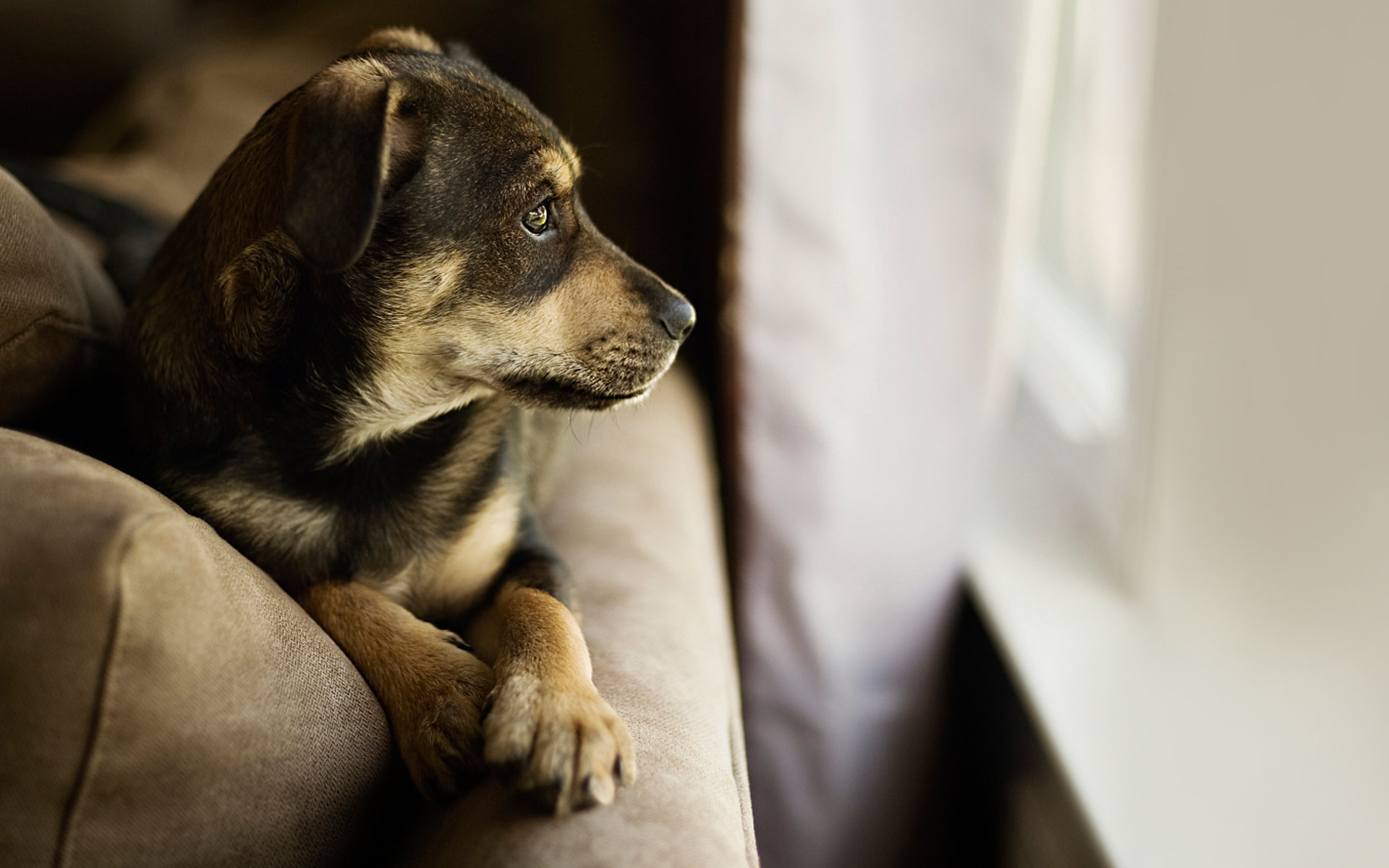拉布拉多猎犬可爱小狗图片高清桌面壁纸图片