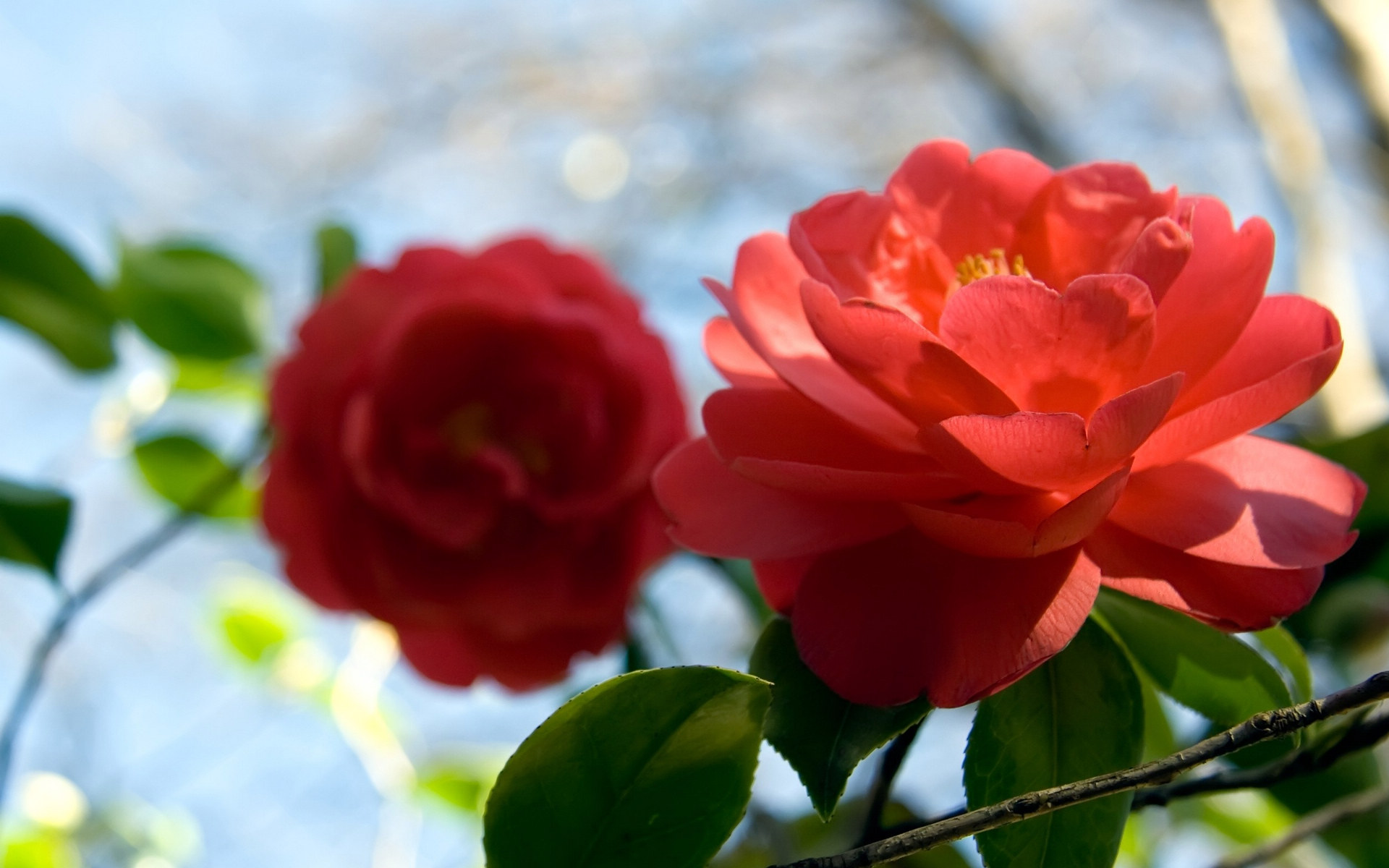 鲜花图片