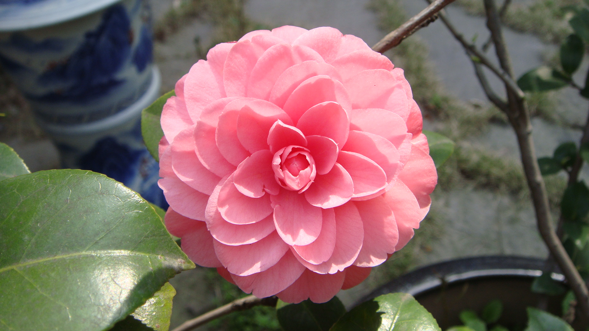 鲜花图片