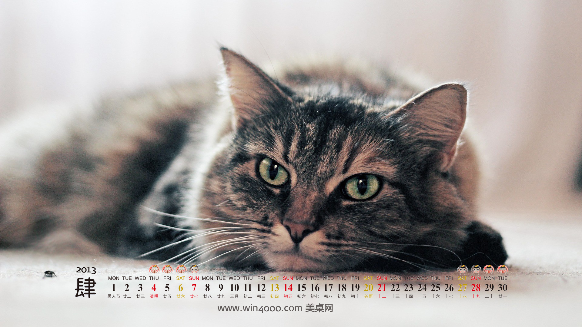 可爱宠物小猫咪呆萌抓拍特写桌面壁纸下载图片