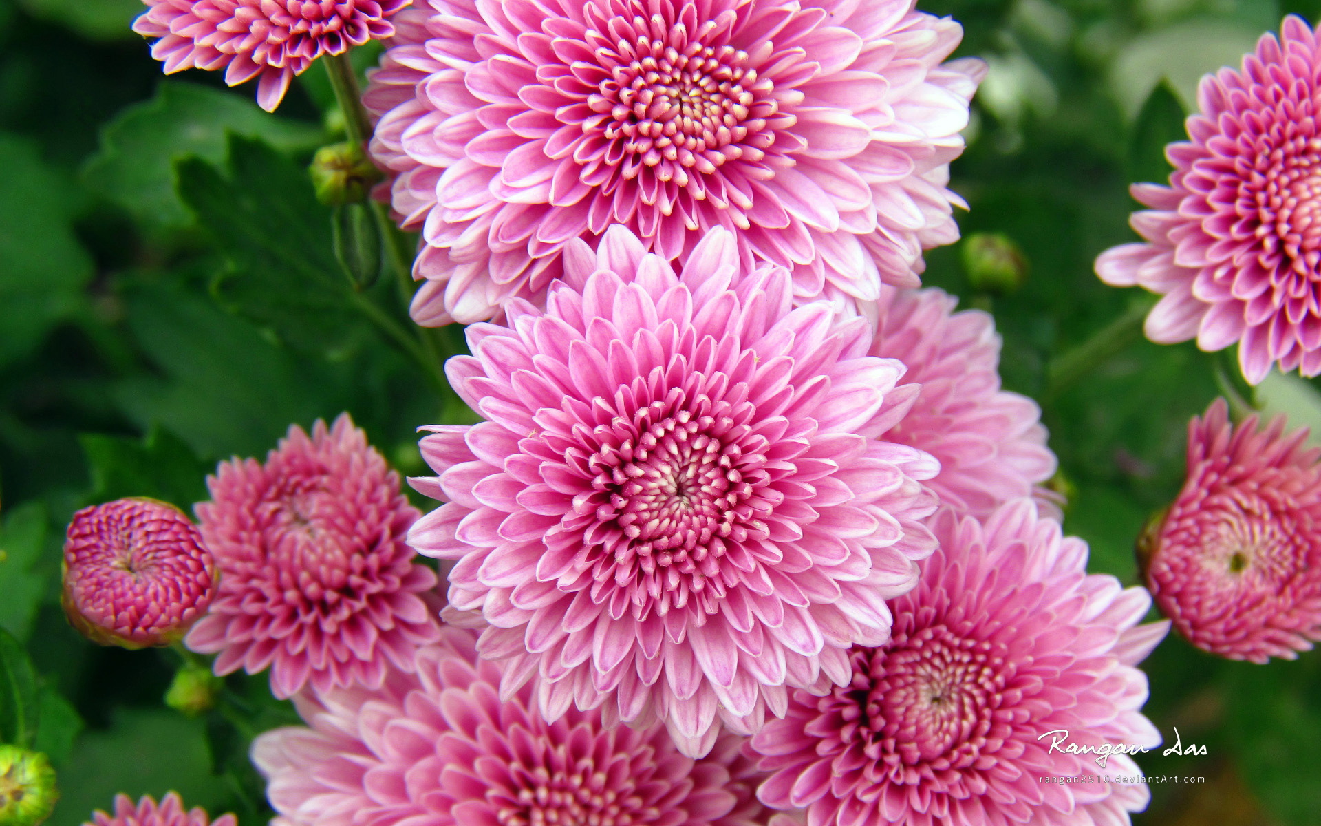 《印第安花园》花朵官方win8电脑桌面壁纸(一)图片