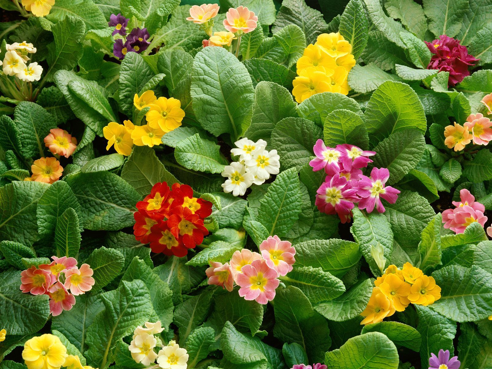 鲜花图片电脑壁纸之高清特写图片