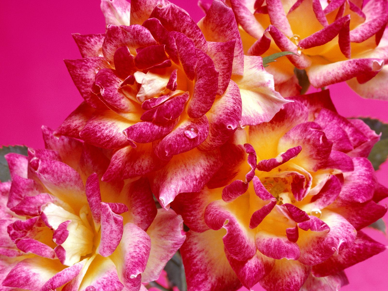 鲜花图片