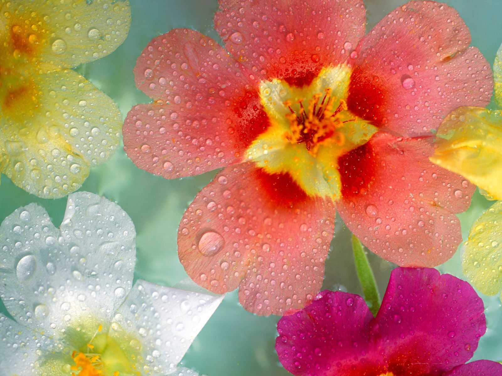 鲜花图片