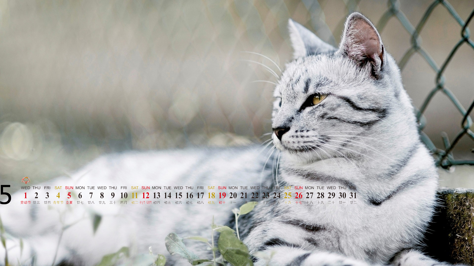 可爱动物猫咪高清桌面壁纸图片