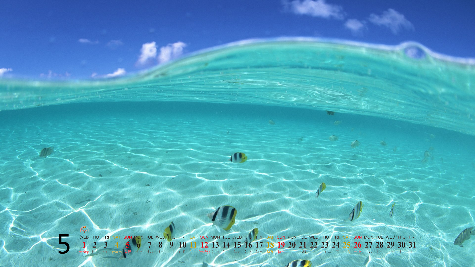 高清美景神秘的海底生物美丽水母图片手机壁纸图片