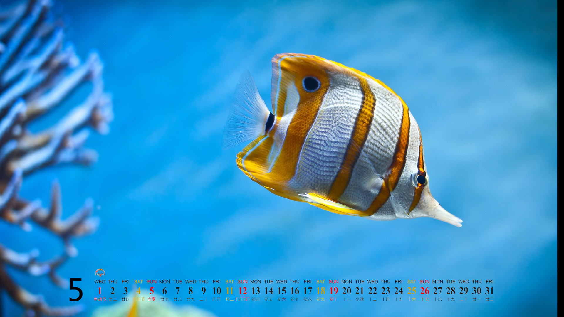 高清美景神秘的海底生物美丽水母图片手机壁纸图片