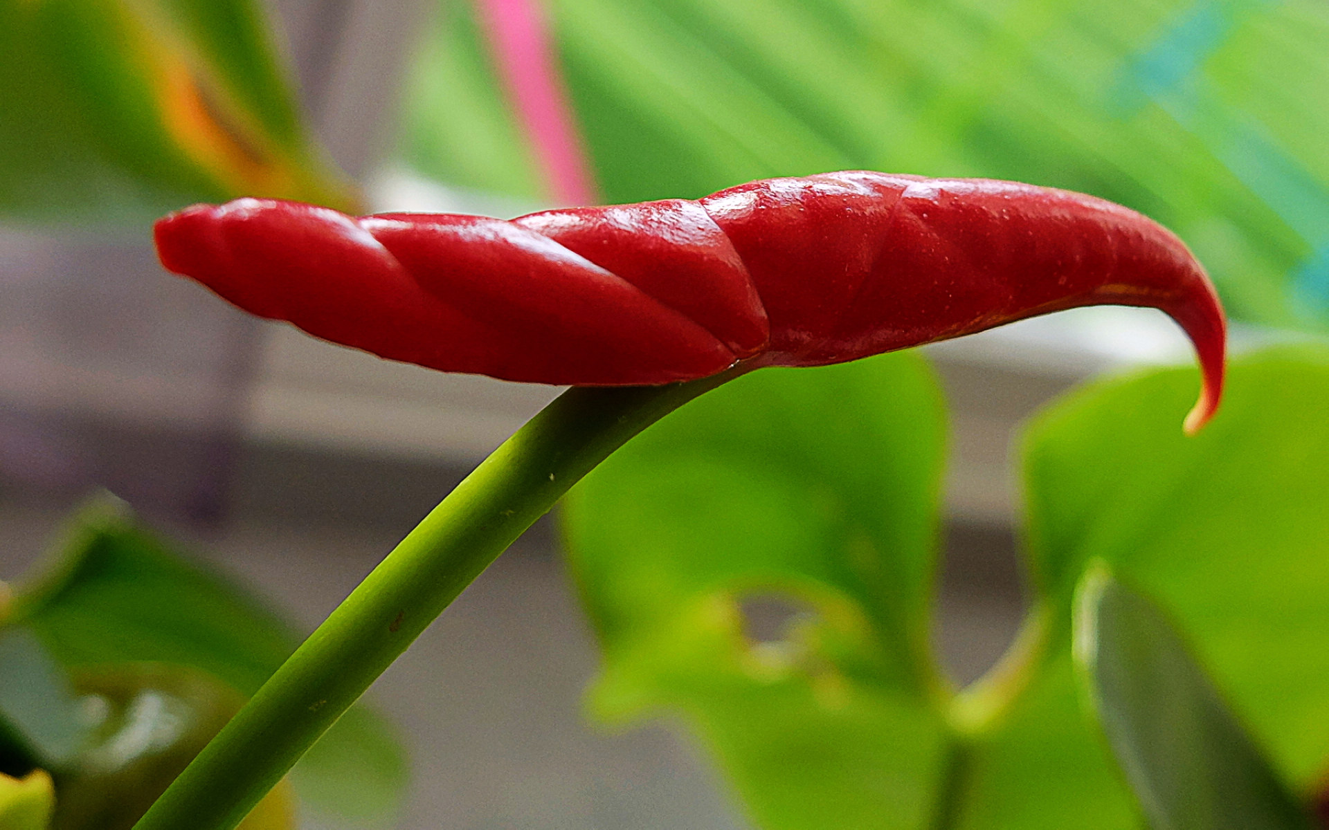 鲜花图片