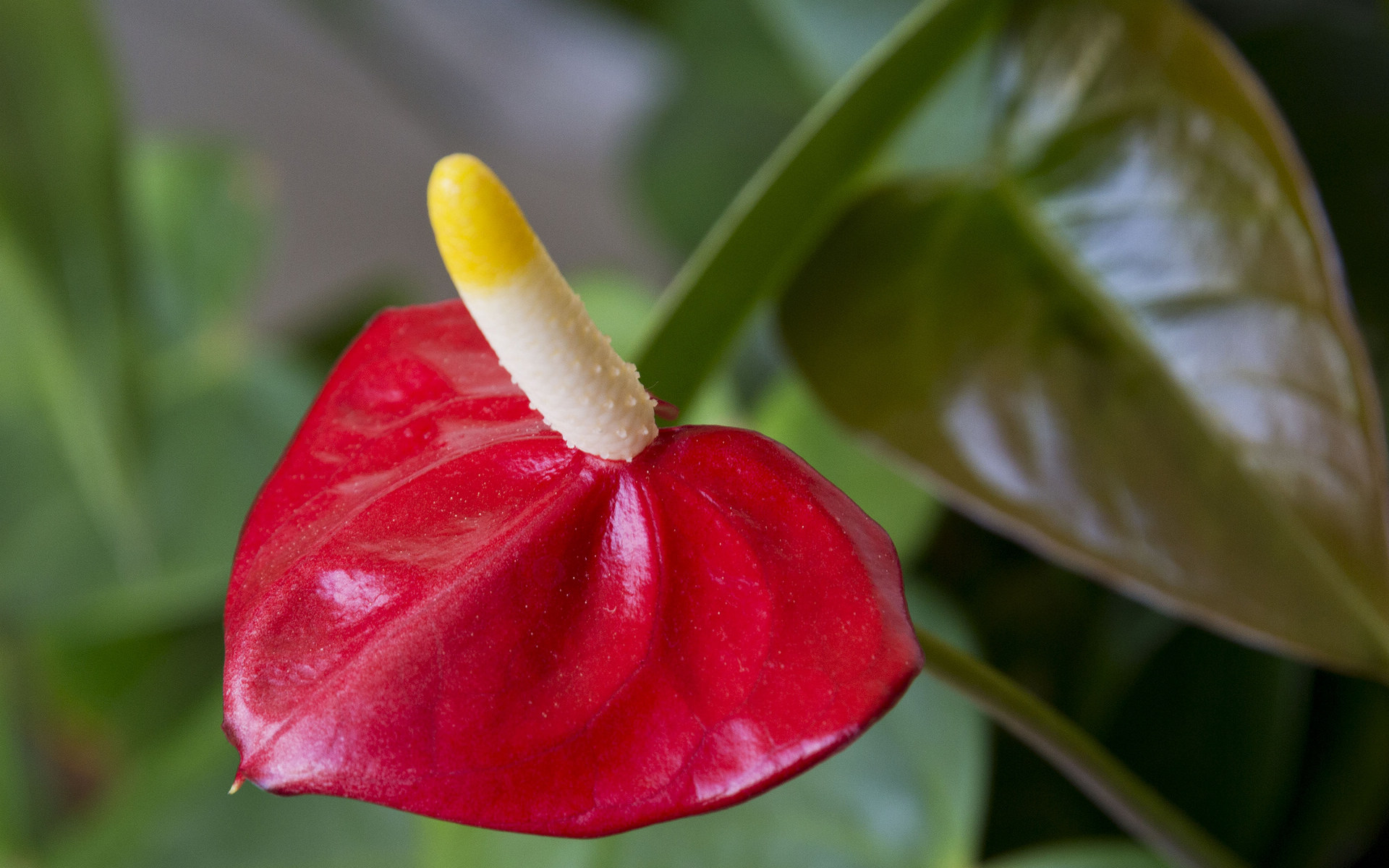 鲜花图片