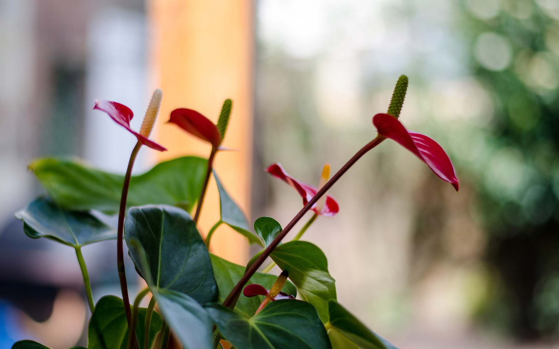 鲜花图片
