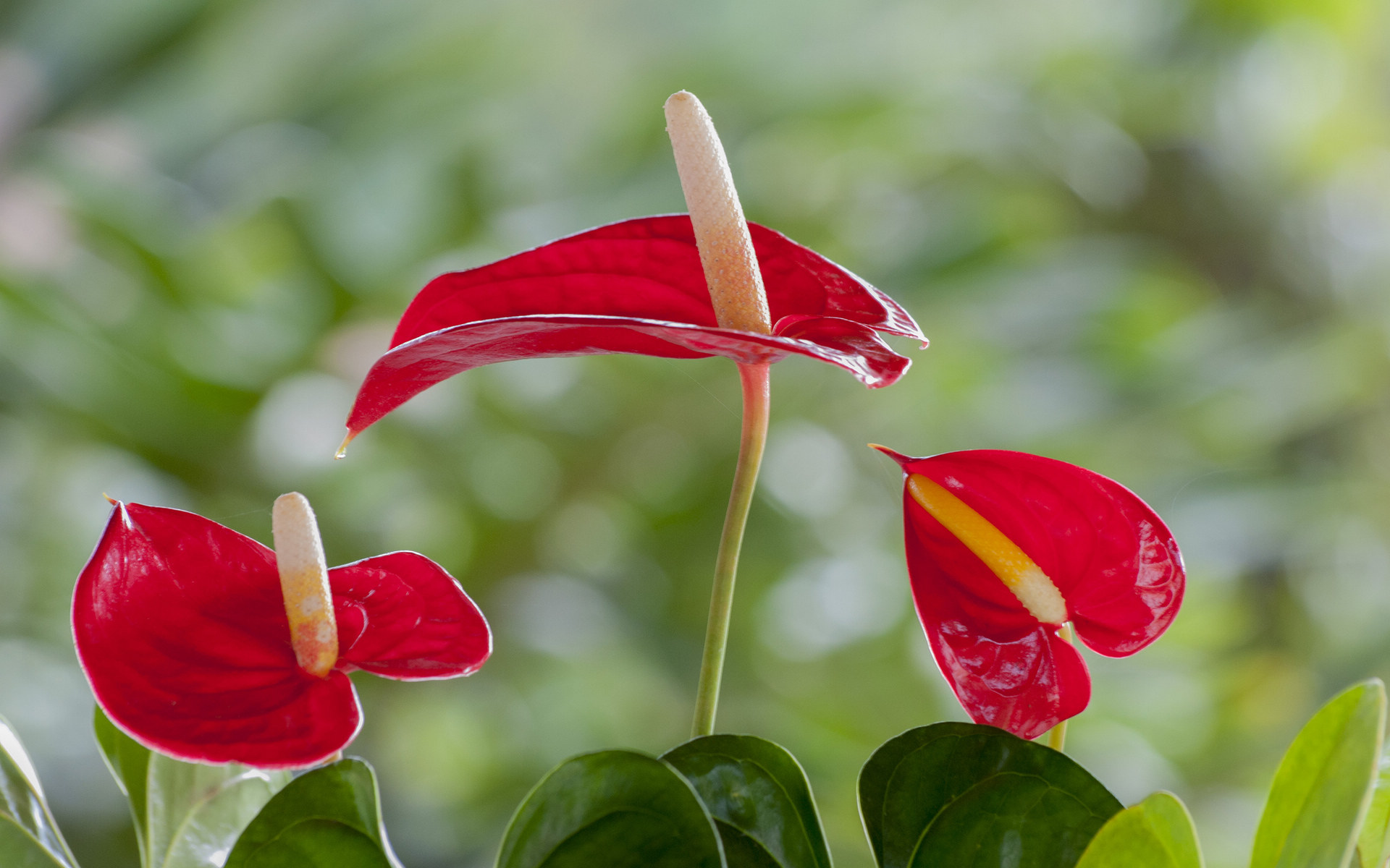 鲜花图片