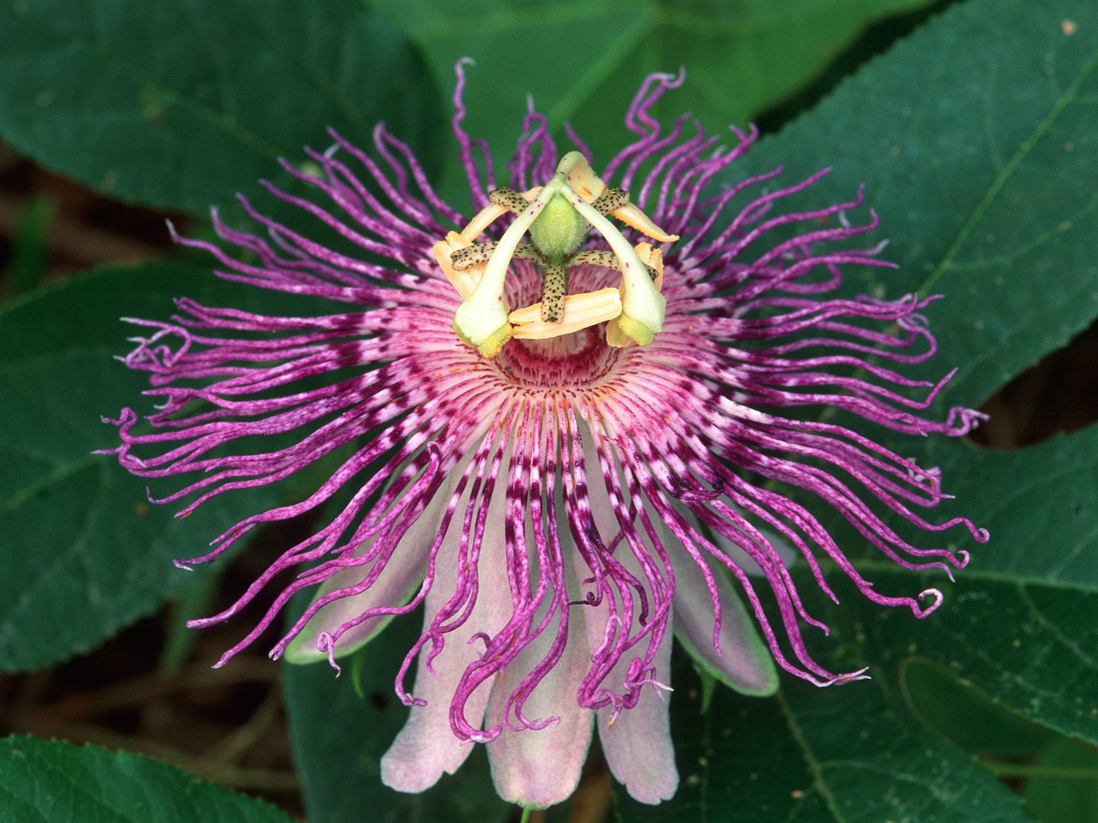 鲜花图片