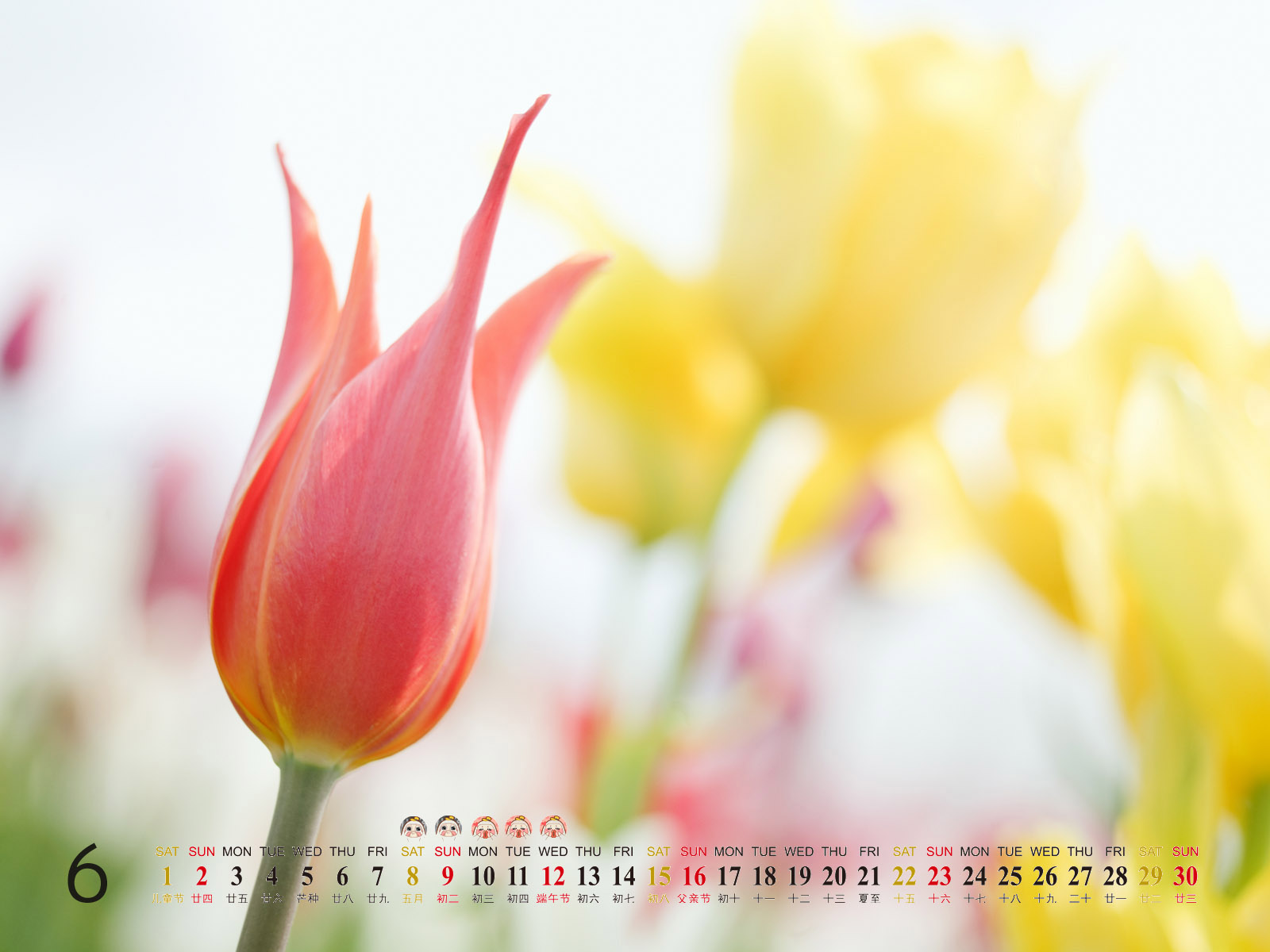 2013年6月风景桌面之唯美花卉图片