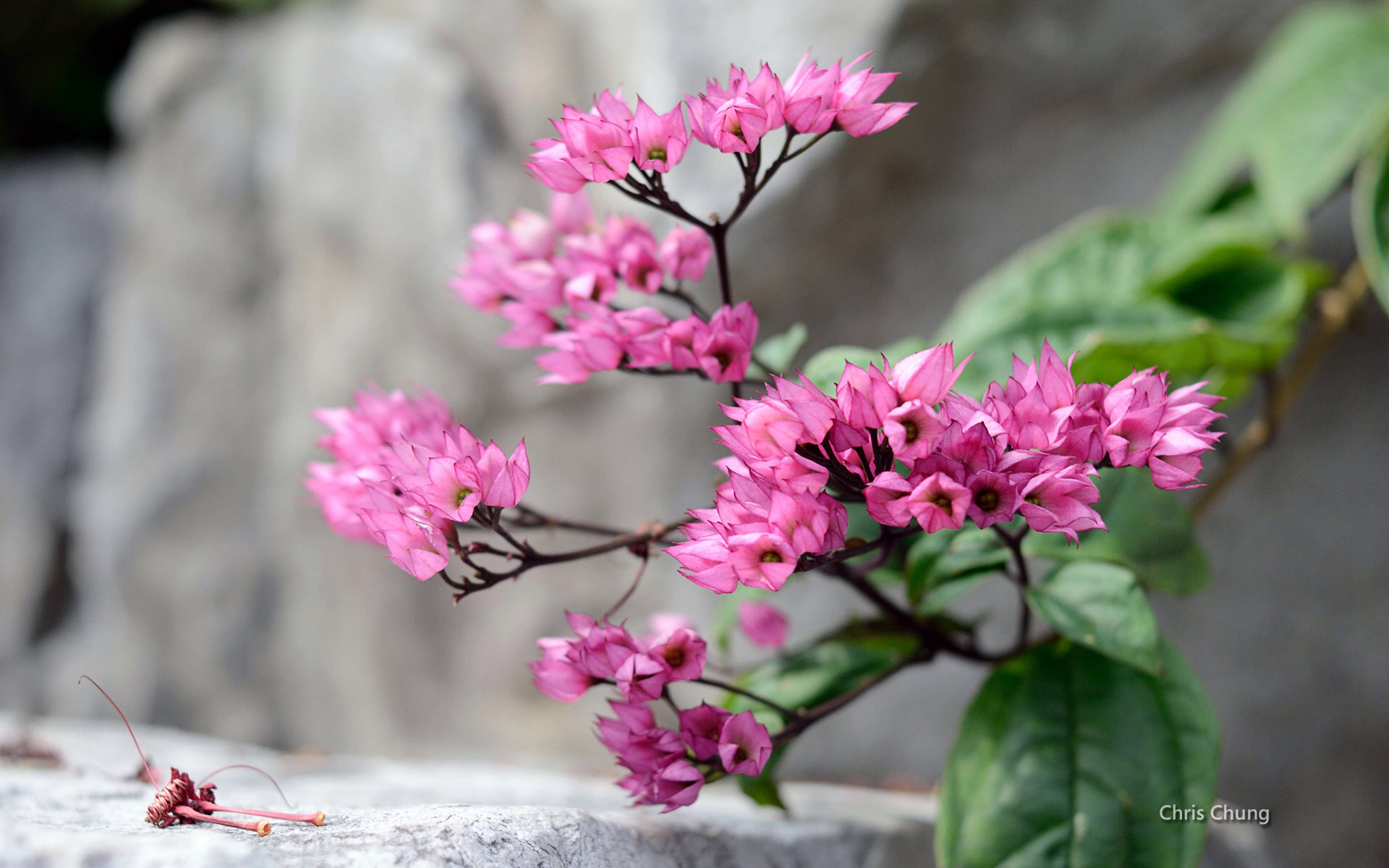 鲜花图片
