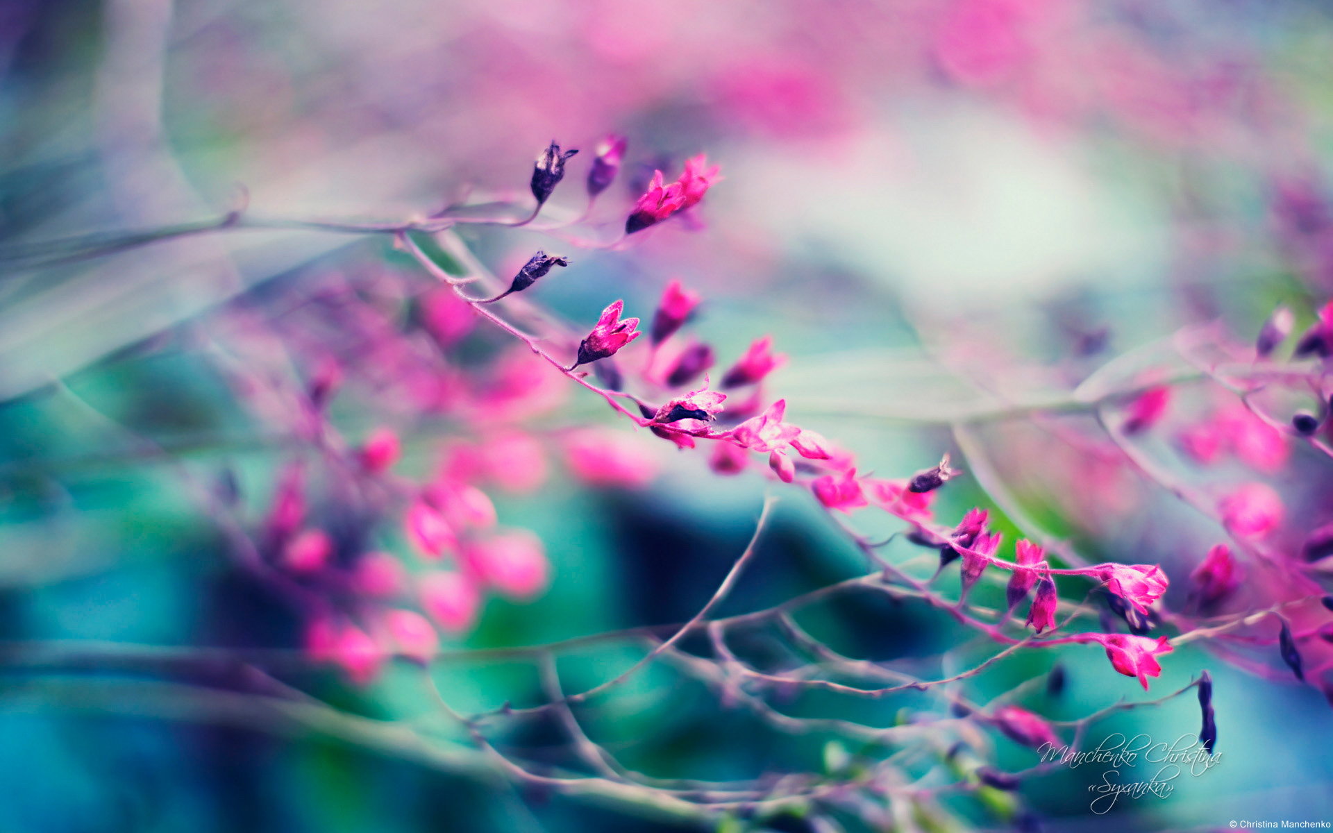鲜花图片