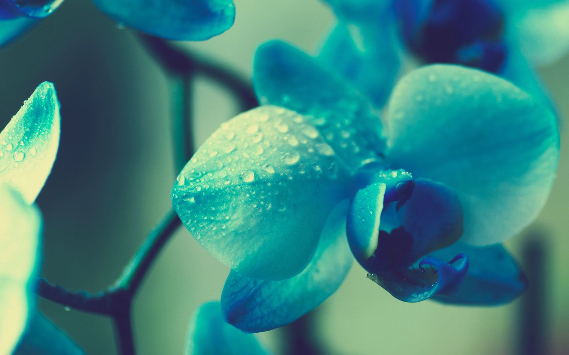 鲜花图片