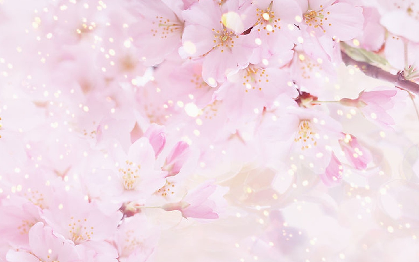 鲜花图片