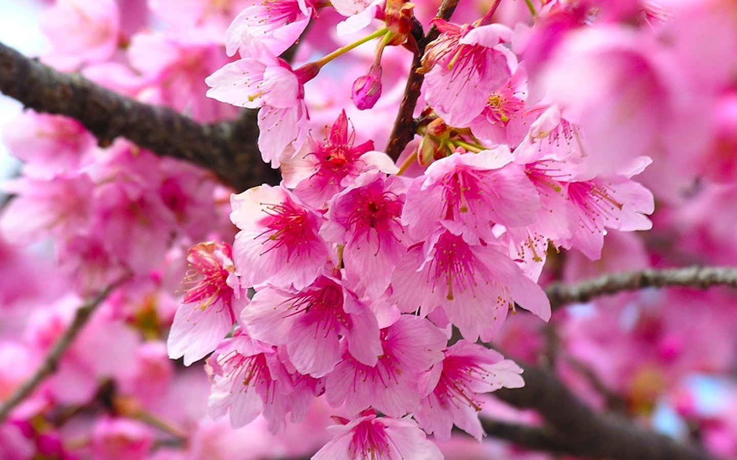 鲜花图片