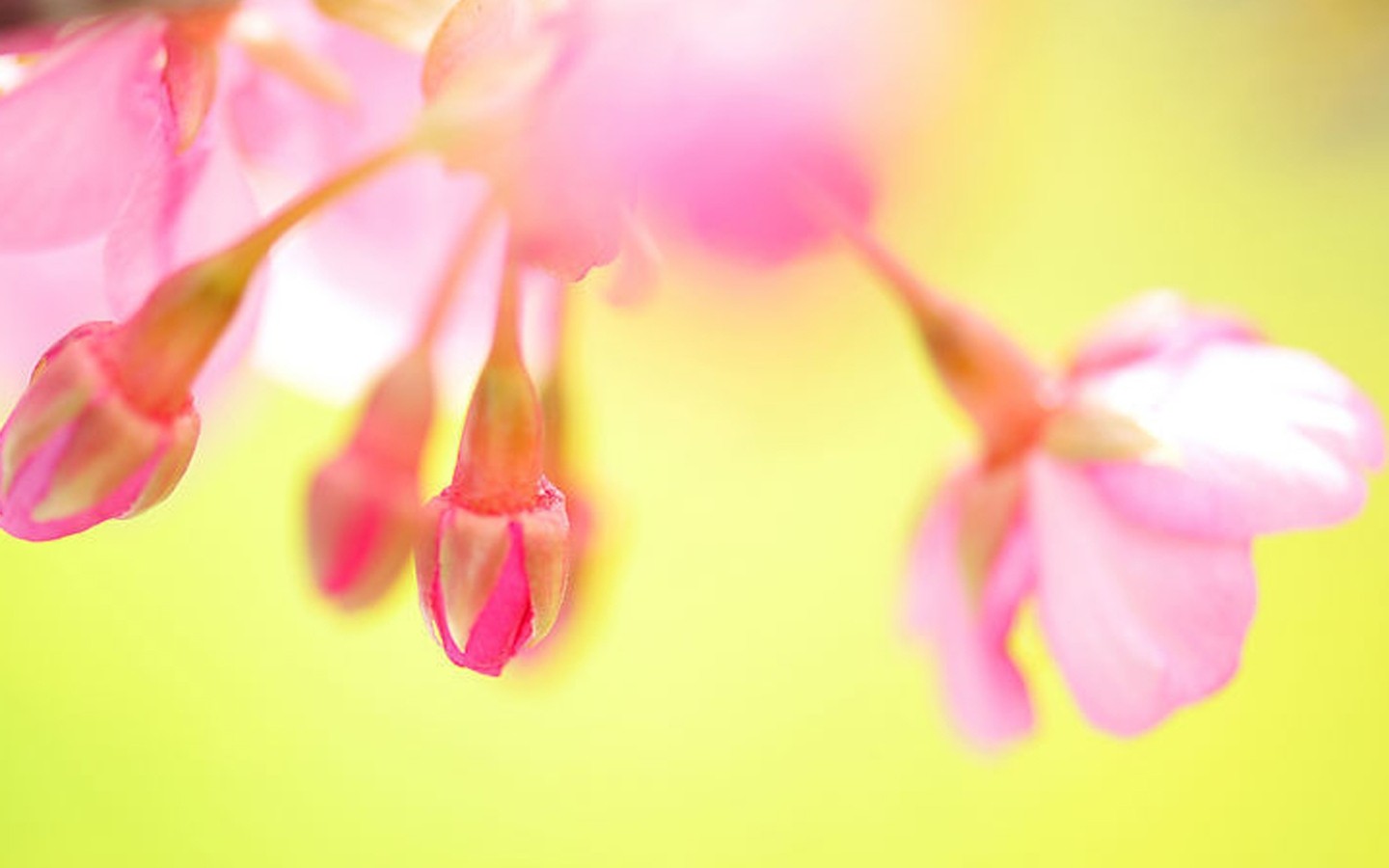 鲜花图片