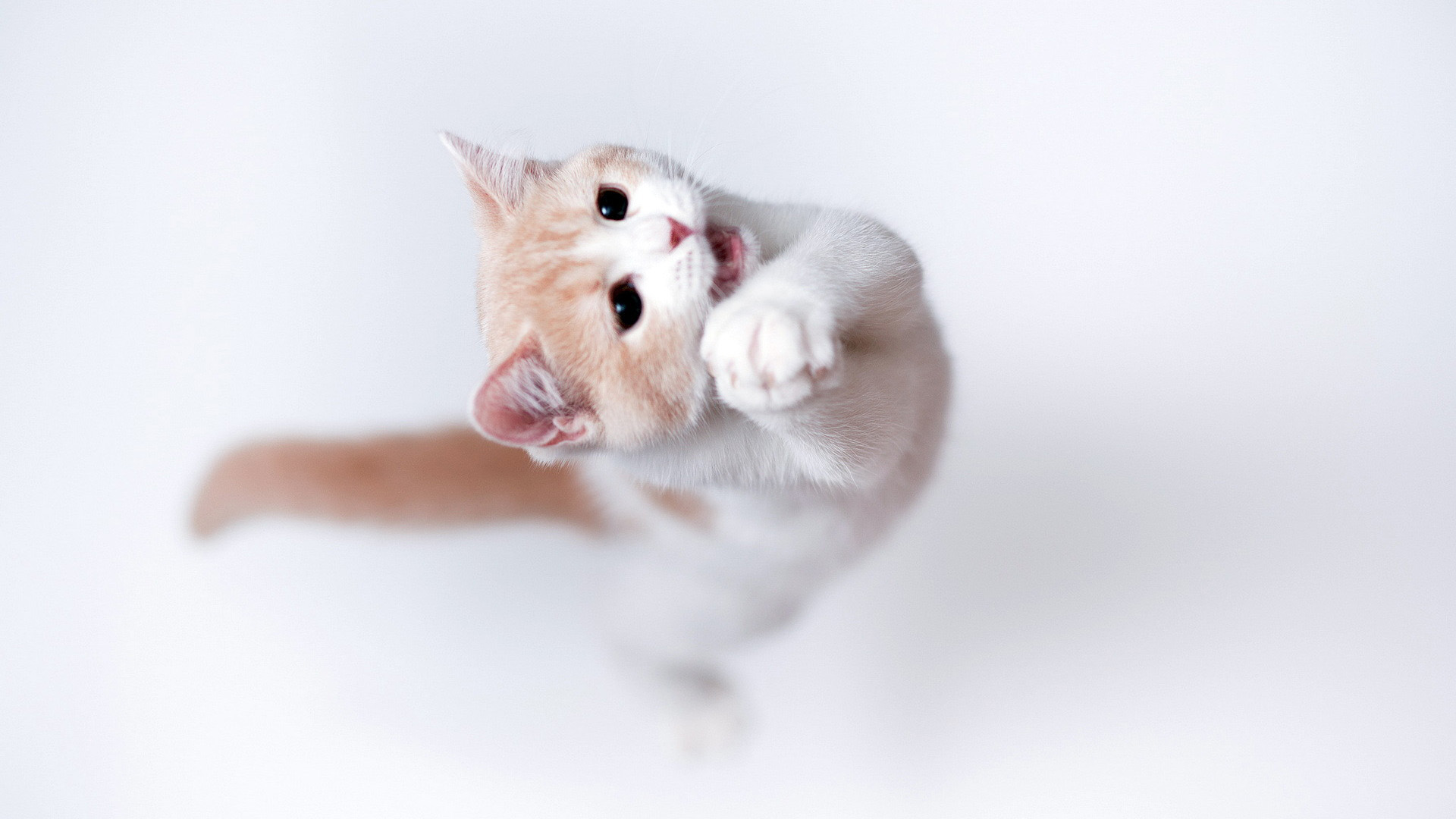 可爱动物猫咪高清桌面壁纸图片