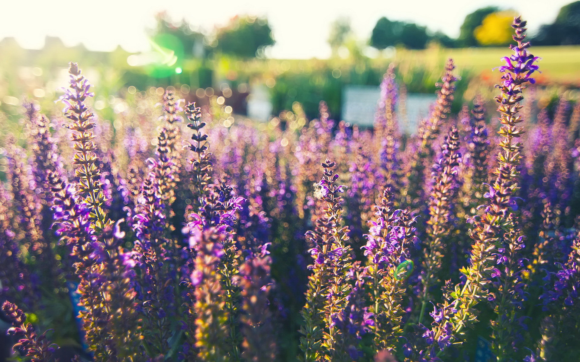 鲜花图片
