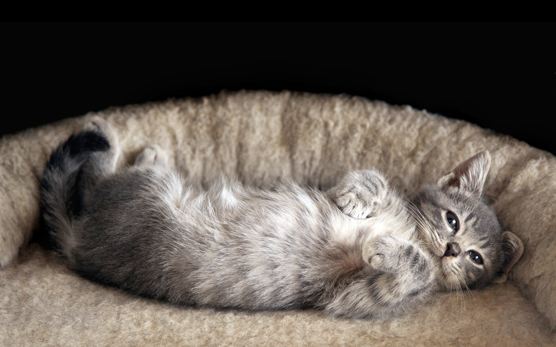 高清超可爱萌宠小奶猫图片高清电脑壁纸图片