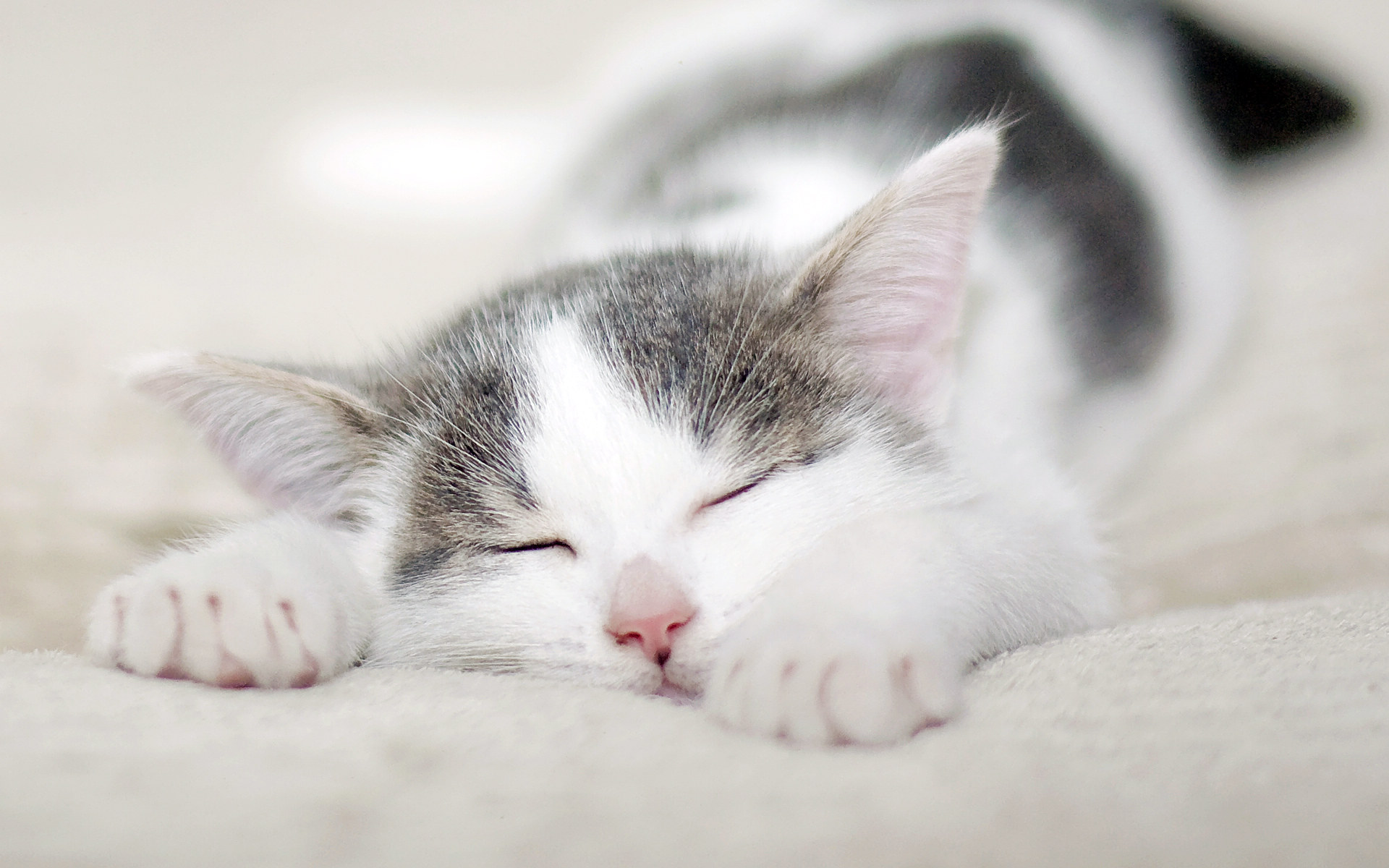 高清超可爱萌宠小奶猫图片高清电脑壁纸图片