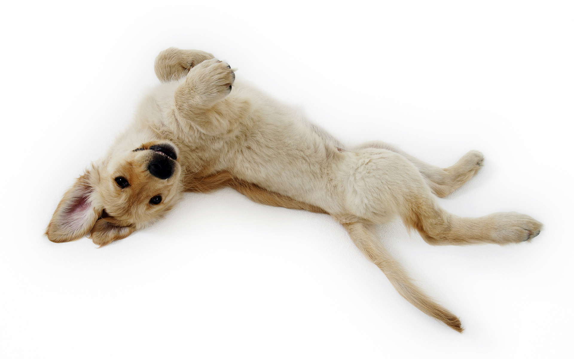 拉布拉多猎犬可爱小狗图片高清桌面壁纸图片