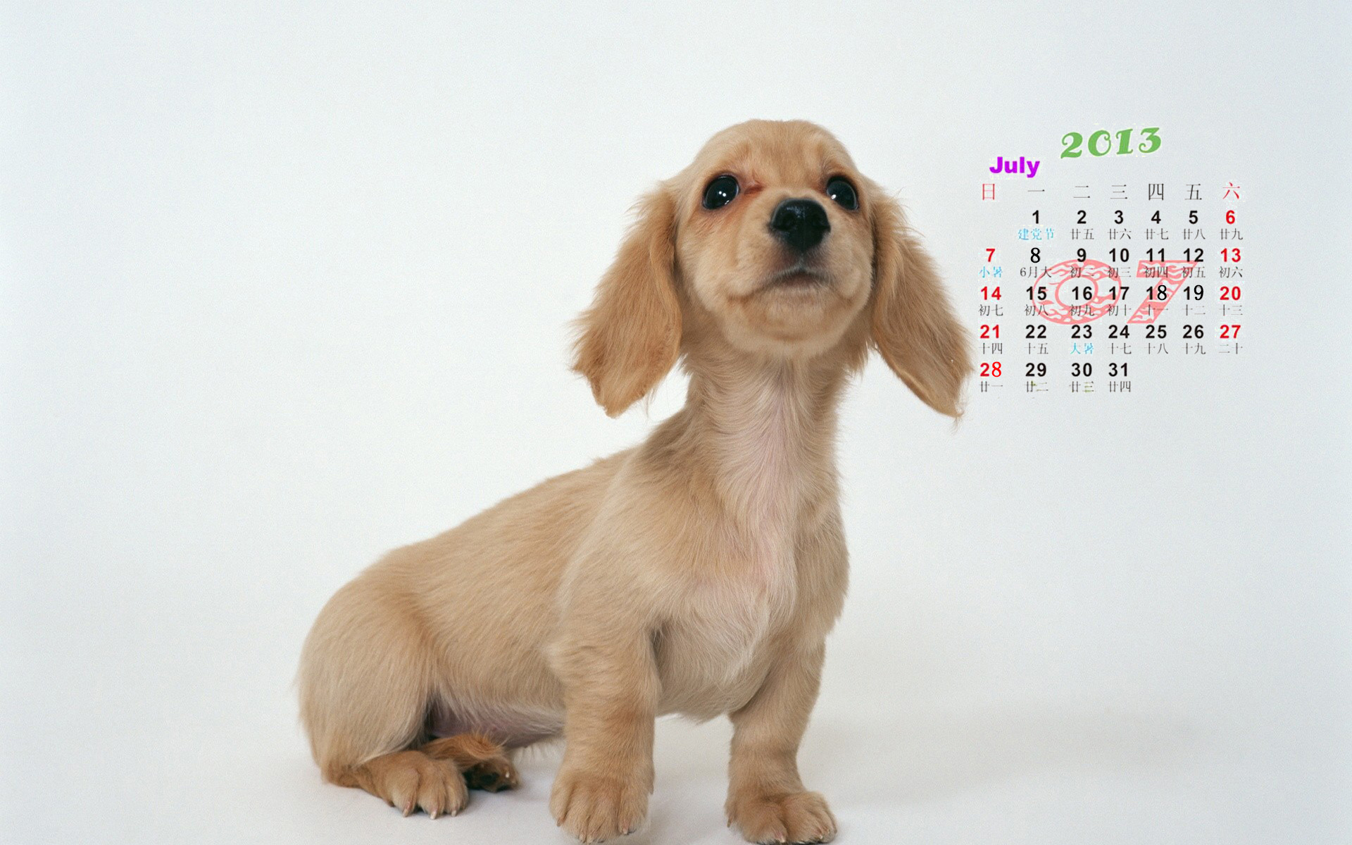 2013年7月日历桌面壁纸之可爱的动物图片