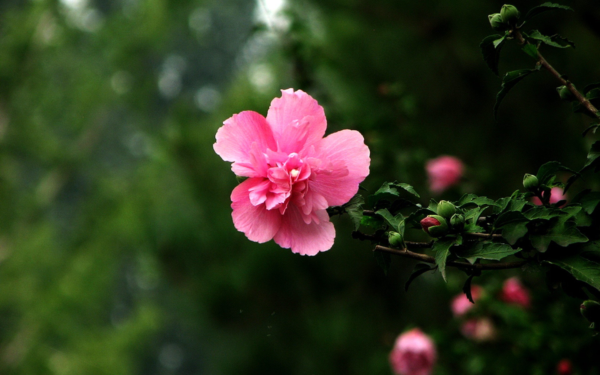 鲜花图片