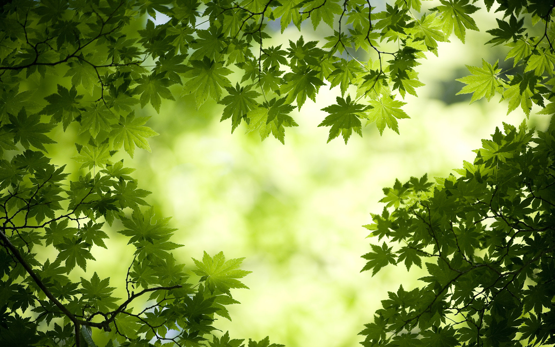 美丽的草原风景清新怡人电脑桌面壁纸图片图片