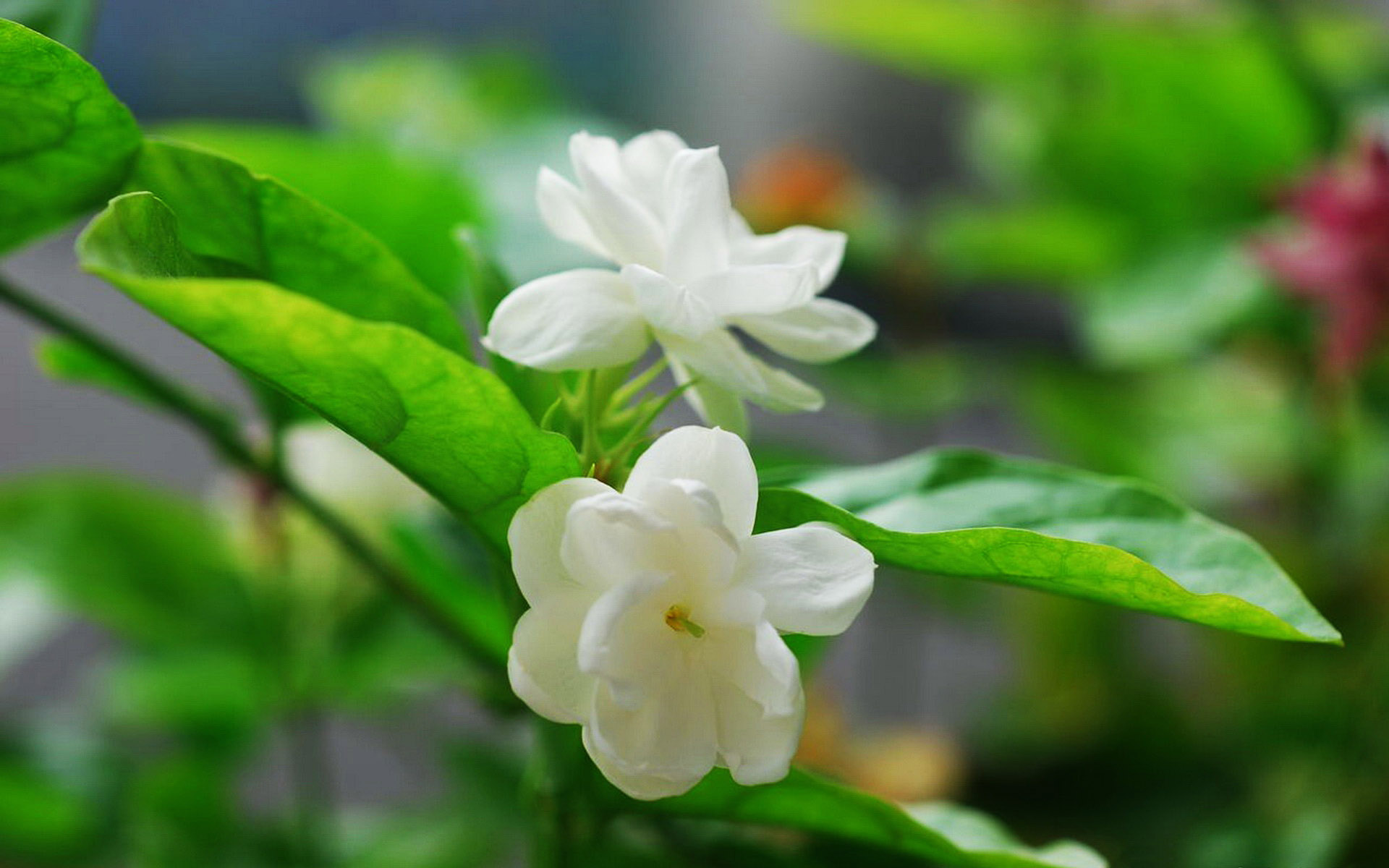 鲜花图片