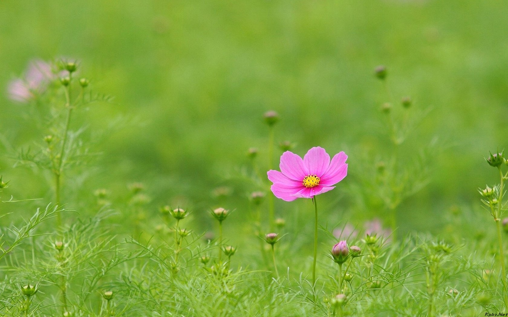 波斯菊图片