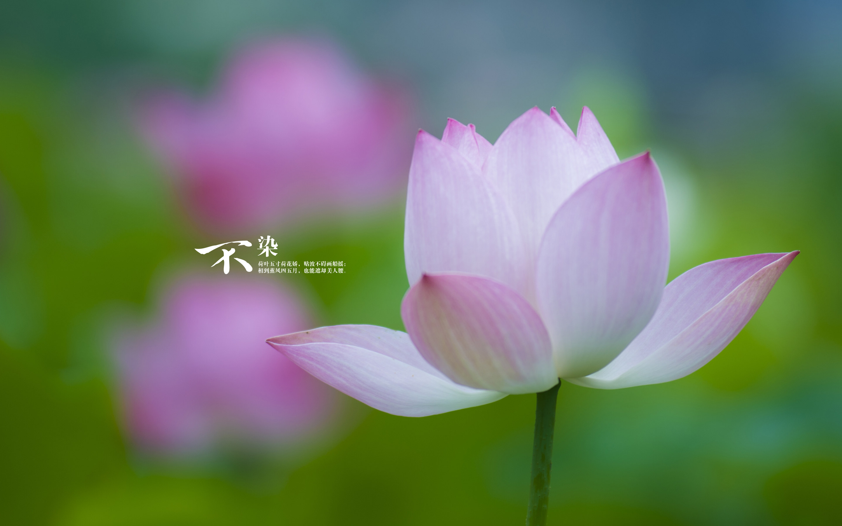朦胧夏日荷花唯美高清桌面壁纸图片