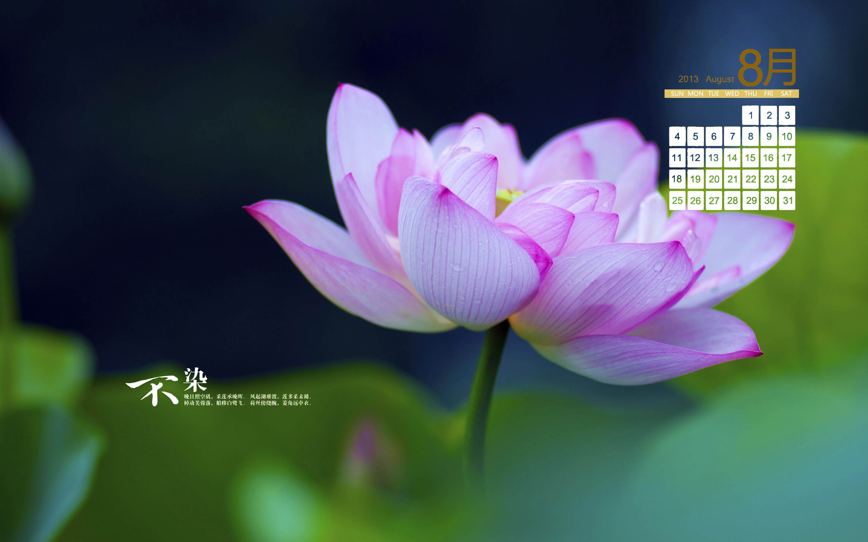 美丽的荷花8月日历桌面壁纸图片