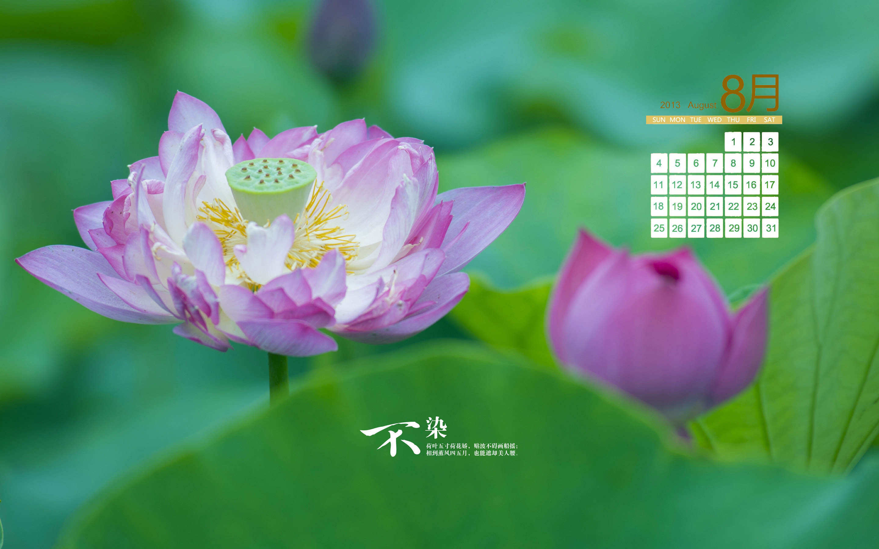 荷花图片图片