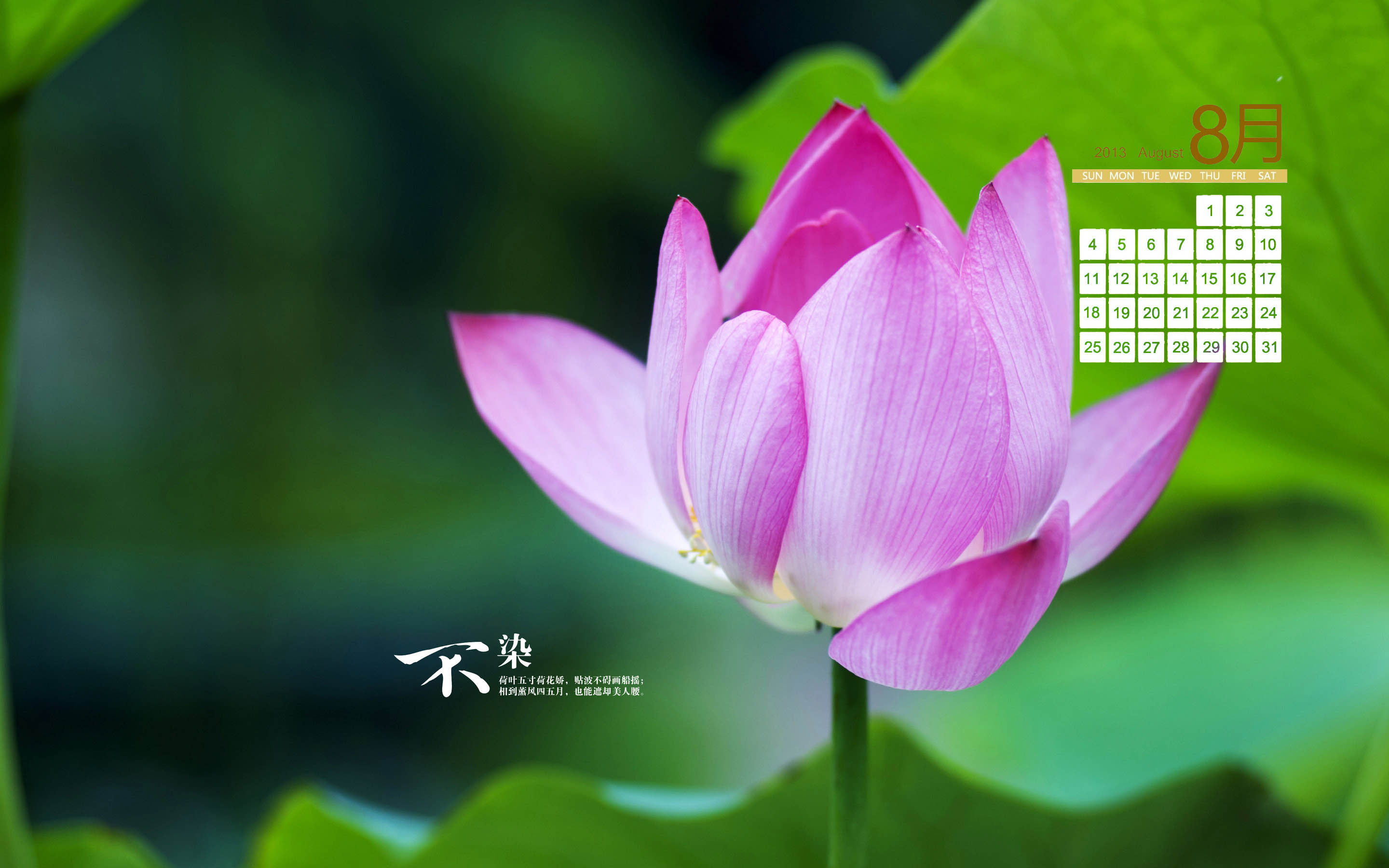荷花图片图片