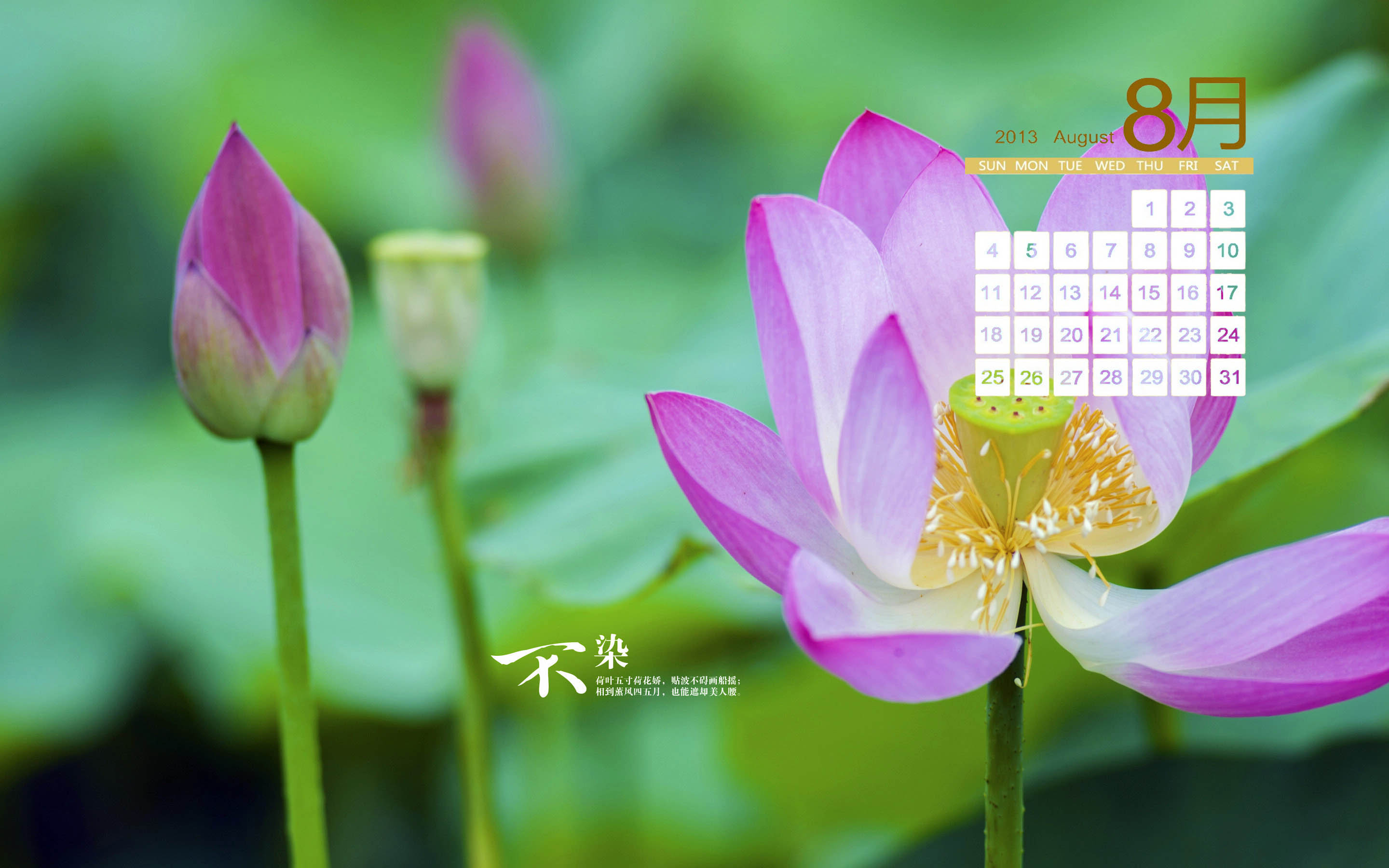 2016年8月日历唯美荷花桌面壁纸图片