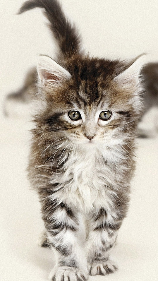 可爱萌宠猫咪图片 卖萌清新的小猫咪头像图片 喵星人头像图片图片