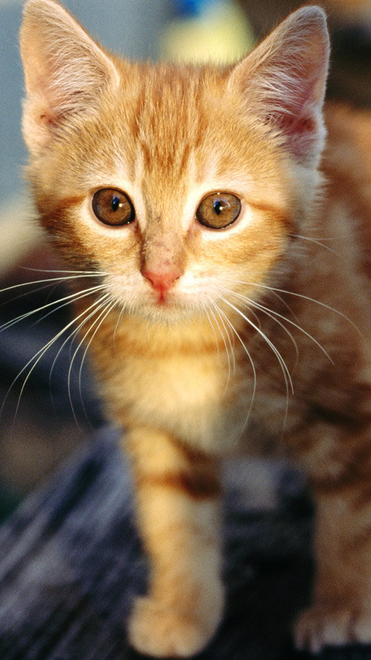 可爱萌宠猫咪图片 卖萌清新的小猫咪头像图片 喵星人头像图片图片