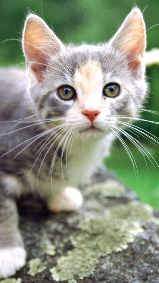 可爱小猫高清唯美桌面壁纸图片
